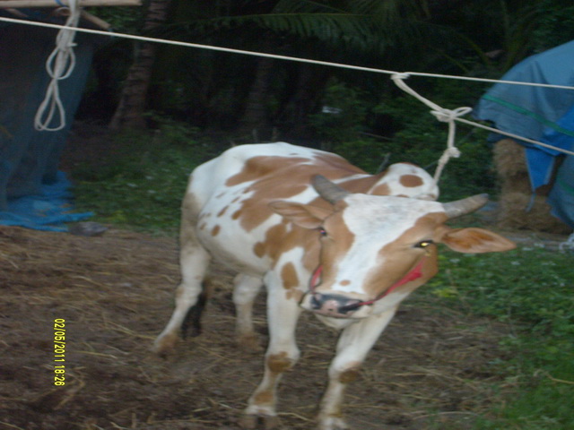 ประกาศ ขาย วัว ปราจีนบุรี