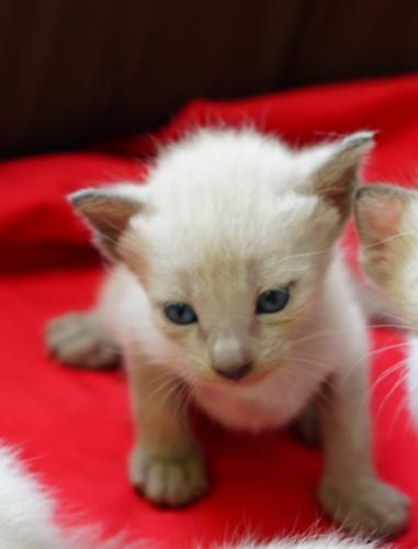 ขายลูกแมววิเชียรมาศ น่ารัก ขี้เล่น มีรูปคะ รูปที่ 3