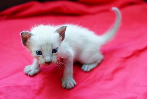 ขายลูกแมววิเชียรมาศ น่ารัก ขี้เล่น มีรูปคะ รูปที่ 4