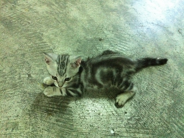 ขายลูกแมวอเมริกันช๊อตแฮร์สีซิลเวอร์ American shorthair รูปที่ 5