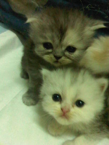 ** ขายน้องแมวเปอเซียค่ะ มีทั้งหมด 5 ตัว น่ารักมาก กำลังซนเลยค่ะ ** รูปที่ 5
