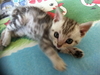 รูปย่อ ขายลูกแมวอเมริกันช๊อตแฮร์สีซิลเวอร์ American shorthair รูปที่1