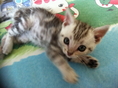 ขายลูกแมวอเมริกันช๊อตแฮร์สีซิลเวอร์ American shorthair