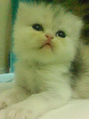 ** ขายน้องแมวเปอเซียค่ะ มีทั้งหมด 5 ตัว น่ารักมาก กำลังซนเลยค่ะ ** รูปที่ 4