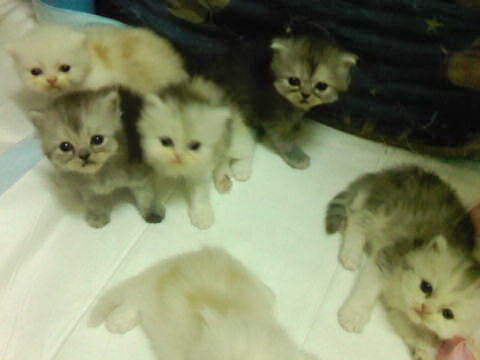 ** ขายน้องแมวเปอเซียค่ะ มีทั้งหมด 5 ตัว น่ารักมาก กำลังซนเลยค่ะ ** รูปที่ 3