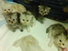 รูปย่อ ** ขายน้องแมวเปอเซียค่ะ มีทั้งหมด 5 ตัว น่ารักมาก กำลังซนเลยค่ะ ** รูปที่2