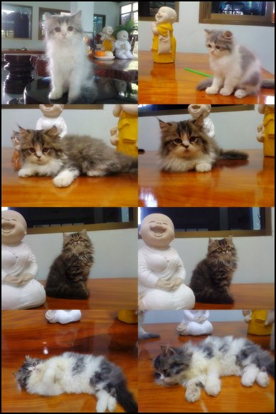 น้องแมวพร้อมย้ายบ้านแล้วค่ะ !! รูปที่ 3