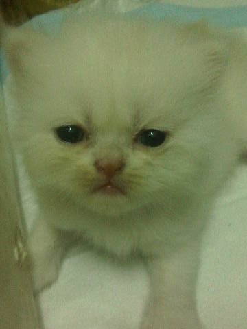** ขายน้องแมวเปอเซียค่ะ มีทั้งหมด 5 ตัว น่ารักมาก กำลังซนเลยค่ะ ** รูปที่ 6