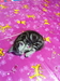 รูปย่อ ขายลูกแมวอเมริกันช๊อตแฮร์สีซิลเวอร์ American shorthair รูปที่2
