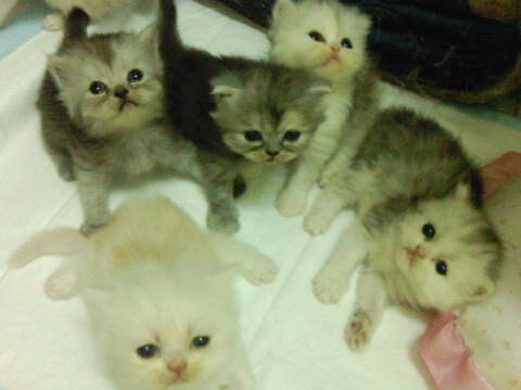 ** ขายน้องแมวเปอเซียค่ะ มีทั้งหมด 5 ตัว น่ารักมาก กำลังซนเลยค่ะ ** รูปที่ 1