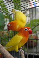 ขายนกเลิฟเบิร์ด เซเบิ้ลดับเบิ้ลเยลโล่ (Sable Double Yellow) เพศเมียเป็นแม่พันธุ์ รูปที่ 3