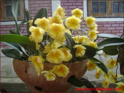กล้วยไม้สวย รูปที่ 4