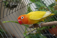 ขายนกเลิฟเบิร์ด เซเบิ้ลดับเบิ้ลเยลโล่ (Sable Double Yellow) เพศเมียเป็นแม่พันธุ์ รูปที่ 5