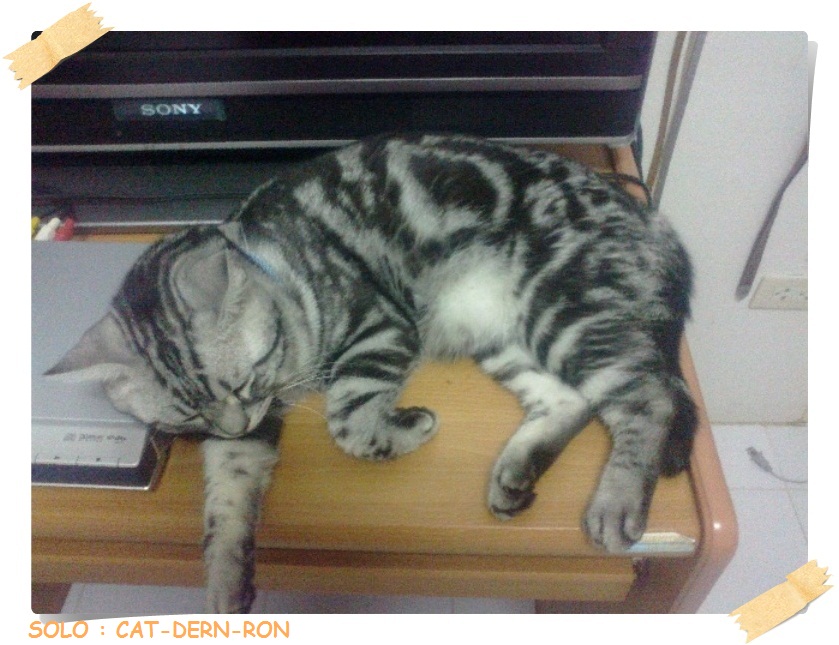 Update กันหน่อย สำหรับคนที่คิดถึงน้องพะโล้ กับ น้องโรบิน(ขายแมวอเมริกันช็อตแฮร์) รูปที่ 4