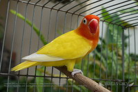 ขายนกเลิฟเบิร์ด เซเบิ้ลดับเบิ้ลเยลโล่ (Sable Double Yellow) เพศเมียเป็นแม่พันธุ์ รูปที่ 4