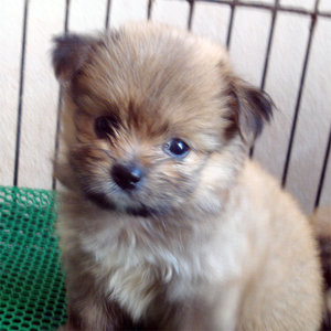ลูกผสมปอม+ชิสุห์ ตัวเล็กหน้าหวาน แบ่งๆกันเลี้ยง รูปที่ 1
