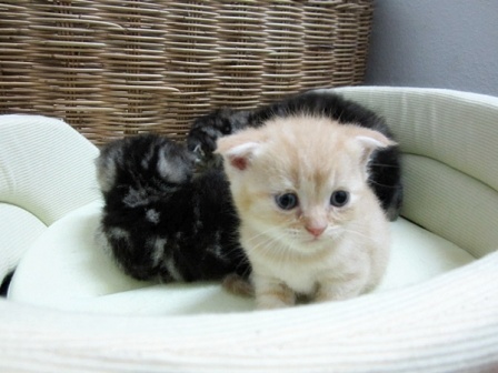 เปิดจองลูก Scottish fold รูปที่ 4