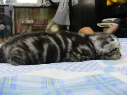 Update กันหน่อย สำหรับคนที่คิดถึงน้องพะโล้ กับ น้องโรบิน(ขายแมวอเมริกันช็อตแฮร์) รูปที่ 3