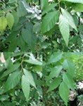 จำหน่าย ต้นเซลโคว่า (Zelkova) รูปที่ 5