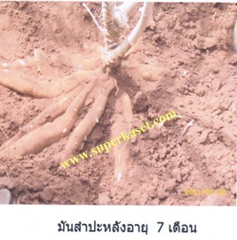 มันสำปะหลัง เกล็ดมังกร 30 ตันต่อไร่ superkaset.com รูปที่ 4