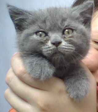 british shorthair รูปที่ 4