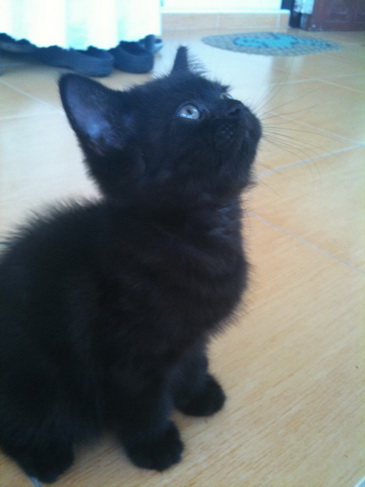 british shorthair รูปที่ 6