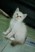 รูปย่อ (((((**ลูกแมวน่ารักอายุ 2 เดือน มาหาบ้านใหม่จ้า**)))) รูปที่1