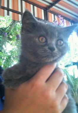 british shorthair รูปที่ 3