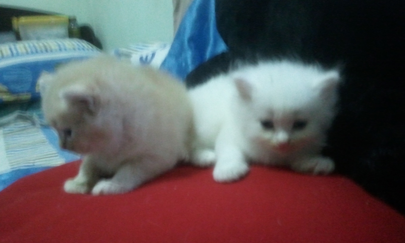 เปิดจองน้องแมวเปอร์เซียหน้าตุ๊กตาครับ รูปที่ 5