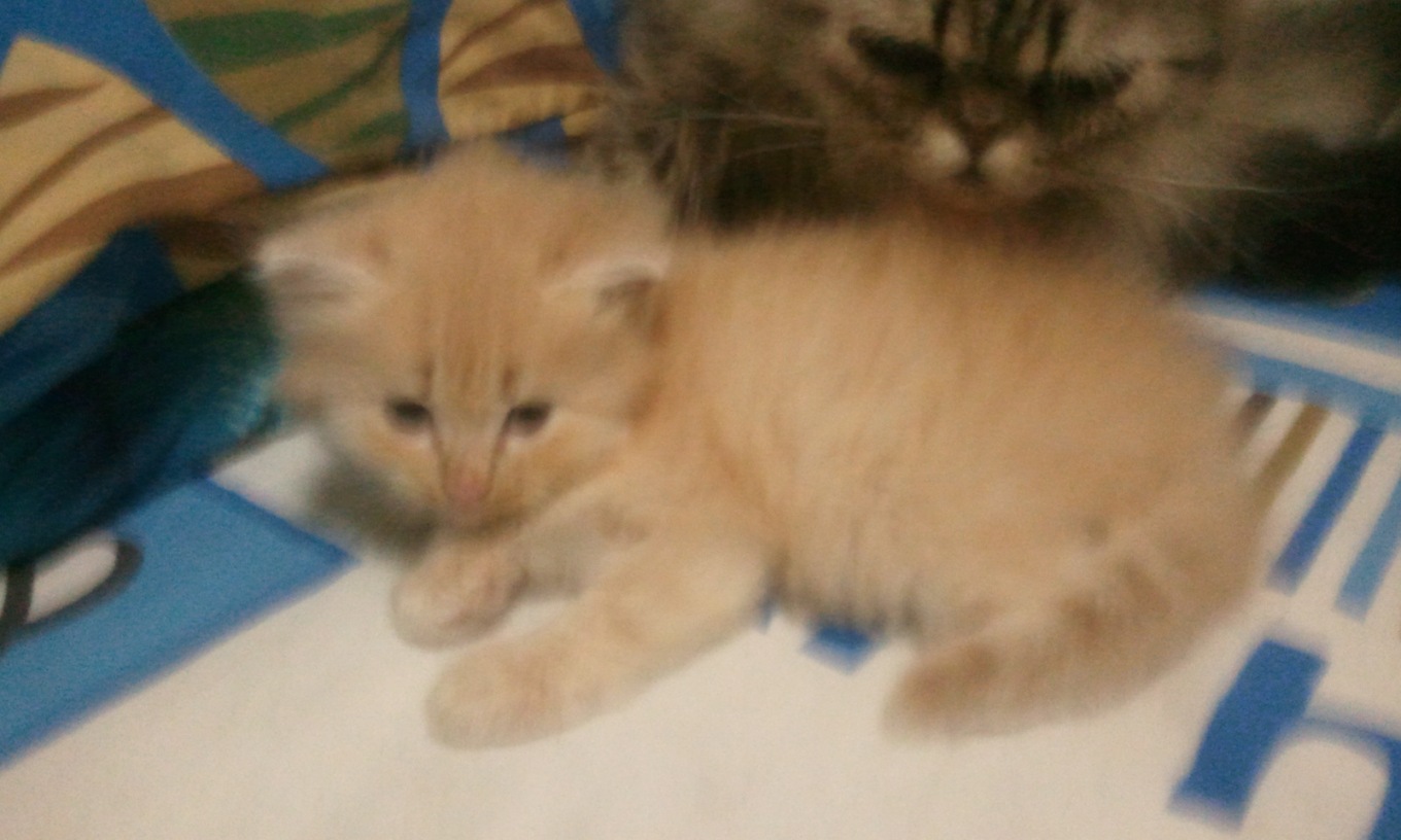 เปิดจองน้องแมวเปอร์เซียหน้าตุ๊กตาครับ รูปที่ 4