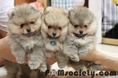 •.·´¯`·-> POM SOCIETY <-·´¯`·.• น้องปอม หน้าหมี ตัวสั้น ขาใหญ่ •.·´¯`·-> www.pomsociety.com <-·´¯`·.• เชื่อถือได้ ราคาไม่แพง Pedigree เลิศๆ ^ ^ & เปิดรับผสมพันธุ์พ่อพันธุ์ USA+TH Champion