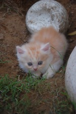 เปิดจองน้องเหมียว อ้วนๆ น่ารักๆ แบบสุดๆ อิอิ รับได้วันที่ 18 มิถุนายน นี้คร๊า รูปที่ 3