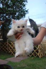 เปิดจองน้องเหมียว อ้วนๆ น่ารักๆ แบบสุดๆ อิอิ รับได้วันที่ 18 มิถุนายน นี้คร๊า รูปที่ 4