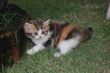เปิดจองน้องเหมียว อ้วนๆ น่ารักๆ แบบสุดๆ อิอิ รับได้วันที่ 18 มิถุนายน นี้คร๊า รูปที่ 5