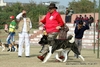 รูปย่อ ลูก American Akita นำเข้าจากต่างประเทศ รูปที่3