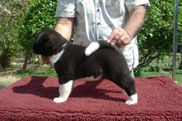 ลูก American Akita นำเข้าจากต่างประเทศ รูปที่ 1