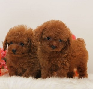 **พุดเดิ้ลตุ๊กตาหมี Size T-cup Toy สีขาวและน้ำตาล** รูปที่ 6