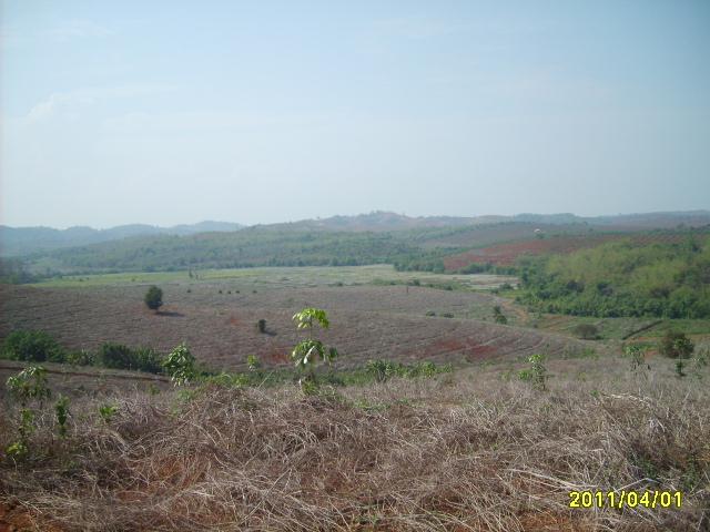เนินเขาสวนยางสวย 220 ไร่ เชียงราย(Rubber beautiful hill Chiang Rai)  รูปที่ 7