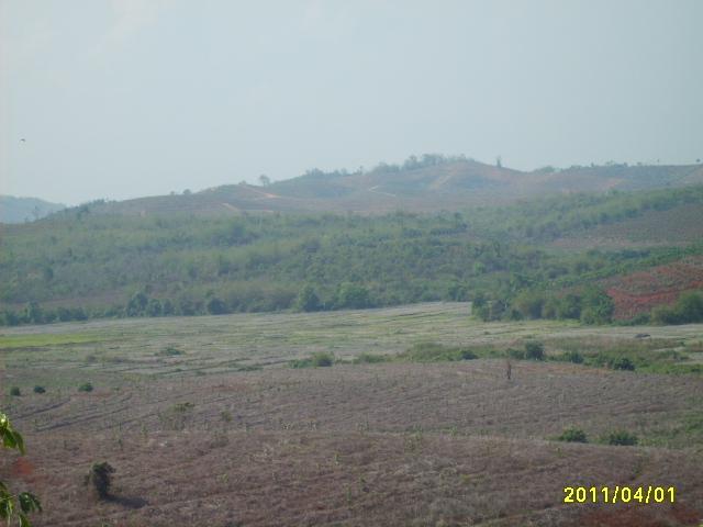 เนินเขาสวนยางสวย 220 ไร่ เชียงราย(Rubber beautiful hill Chiang Rai)  รูปที่ 1