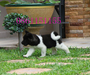 รูปย่อ American Akita นำเข้า รูปที่5