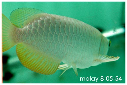 ขายทองมาเลย์ ( ราคาโดนใจ ) รูปที่ 5