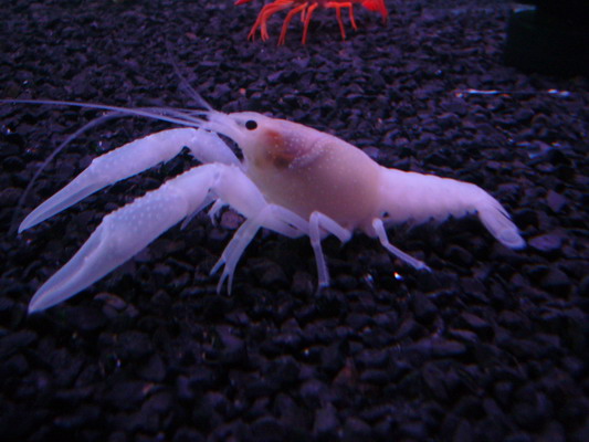 HYDROCRAYFISH (ไฮโดรเครฟิช) เพาะพันธุ์และจำหน่ายกุ้งเครฟิชสายพันธุ์ต่างๆมากมาย รูปที่ 3