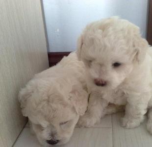 **พุดเดิ้ลตุ๊กตาหมี Size T-cup Toy สีขาวและน้ำตาล** รูปที่ 5