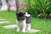 รูปย่อ American Akita นำเข้า รูปที่4