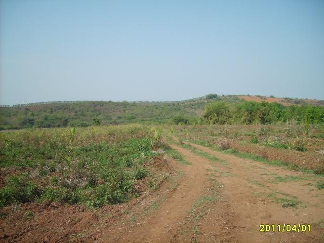 เนินเขาสวนยางสวย 220 ไร่ เชียงราย(Rubber beautiful hill Chiang Rai)  รูปที่ 5