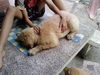 รูปย่อ ลูกโกลเด้นแท้ เป็นผู้ชาย 2 ผู้หญิง 2 อายุ 3 เดือน ตัวละ 4000 บาท รูปที่3