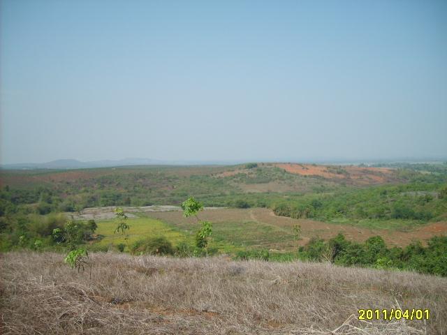 เนินเขาสวนยางสวย 220 ไร่ เชียงราย(Rubber beautiful hill Chiang Rai)  รูปที่ 2