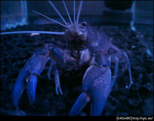 HYDROCRAYFISH (ไฮโดรเครฟิช) เพาะพันธุ์และจำหน่ายกุ้งเครฟิชสายพันธุ์ต่างๆมากมาย รูปที่ 5