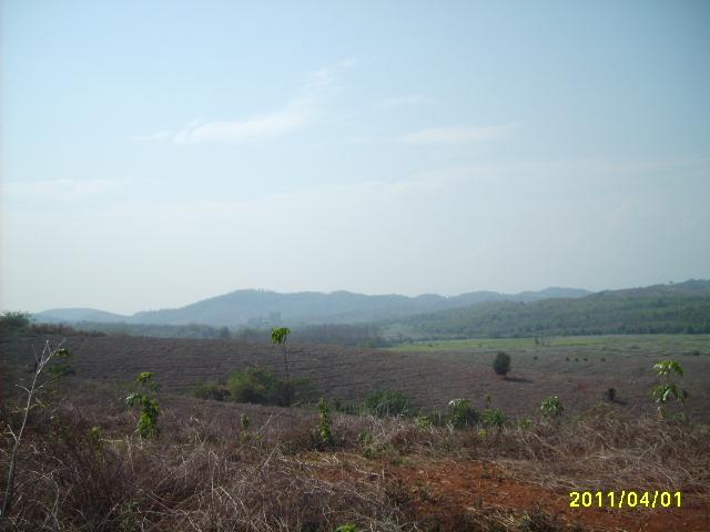 เนินเขาสวนยางสวย 220 ไร่ เชียงราย(Rubber beautiful hill Chiang Rai)  รูปที่ 6