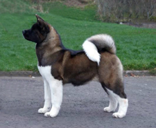 American Akita นำเข้า รูปที่ 1